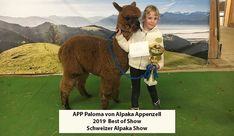 Schweizer Alpaka Show Best of Show